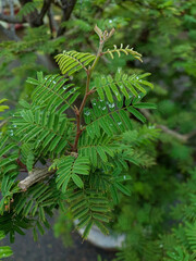 Closeup of green leaves of plant growing in garden, nature photography, natural gardening background, greenery wallpaper