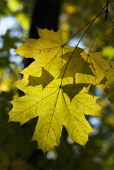 Southern Urals, autumn maple leaves.