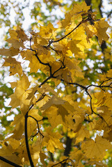 Southern Urals, autumn maple leaves.