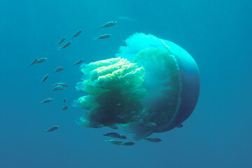 Mediterranean barrel jellyfish with juvenil fishes - Rhizostoma pulmo