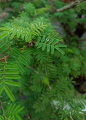 Closeup of green leaves of plant growing in garden, nature photography, natural gardening background, greenery wallpaper