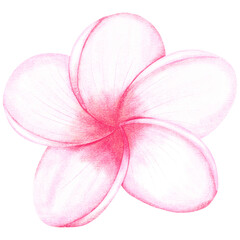 Pink frangipani flowers on transparent background