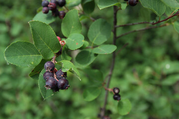 Berries on a bush