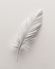 A white feather is shown in a close up
