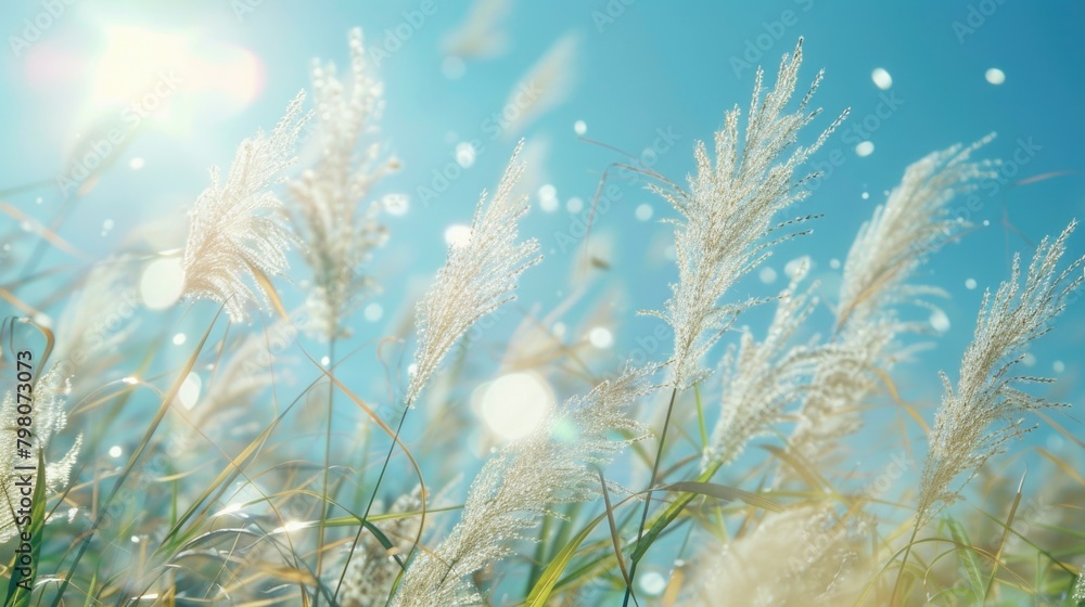 Poster Sunlight shining through tall grass, perfect for nature backgrounds