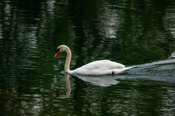 Schwan schwimmt auf dem See