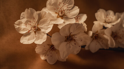 Cherry blossoms on brown paper background
