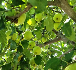 수확을 기다리는 초록 풋사과