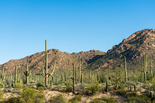 Many Saguaro cacti with mountain in background and blue sky