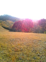 누렇게 변해가는 가을 풀밭과  빨간 단풍나무에 걸친 햇살 풍경