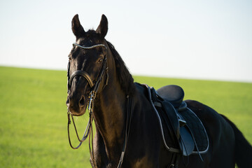  portrait of beautiful black  sportive stallion dressed in beautiful bridle and dressage saddle...