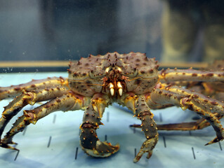 cangrejo de mar gigante vivo en el acuario del restaurante