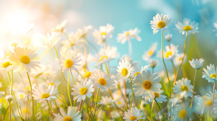 Softly focused, wild daisies in a sunlit panorama against a blue sky backdrop.