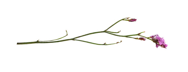 Twig of pink limonium small flowers isolated © Ortis