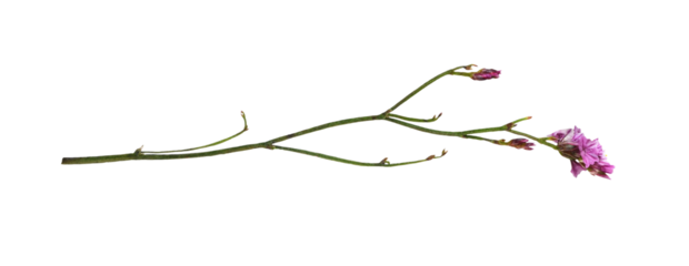 Twig of pink limonium small flowers isolated
