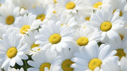 Fototapeta premium This warm image captures a meadow filled with bright white daisies under the natural sunlight with clear blue sky