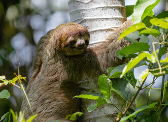 Three toes Sloth in Costa Rica © Matias Popoff