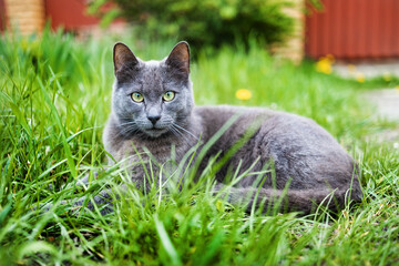 Grey cat with big yellow eyes sitting outdoors in nature on grass observing the garden
