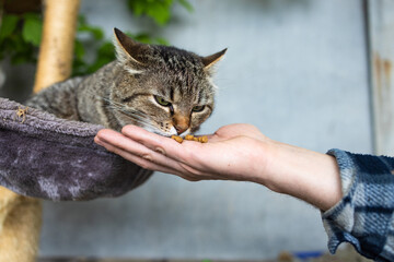 Cute tabby cat eating food from human hand. Selective focus.
