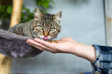 Cute tabby cat eating food from human hand. Selective focus.