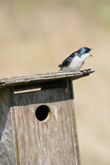Tree swallow perched on a birdhouse during a spring season at the Pitt River Dike Scenic Point in Pitt Meadows, British Columbia, Canada