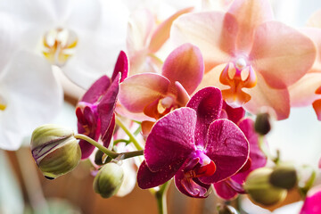 Orchid Orchidaceae Phalaenopsis red, violet orchid flowers closeup. shallow depth of field