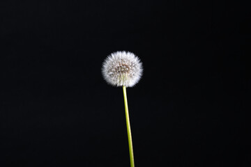 Puffball oder Samenkopf vom Löwenzahn.