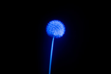 Löwenzahn Puffball oder Samenkopf im blauen Licht und Wassernebel.