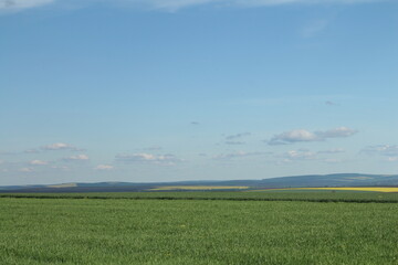 A field of grass