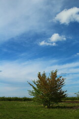 A tree in a field