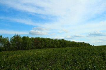 A field of green plants