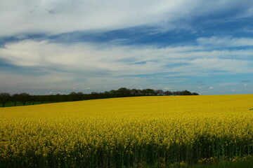 A field of yellow flowers