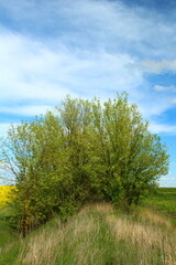 A group of trees in a grassy field