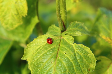 A ladybug on a leaf