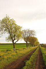 A row of trees in a field