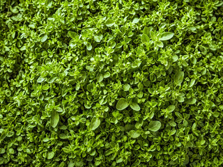 Lush Greenery: A Close-Up of Vibrant Green Leaves