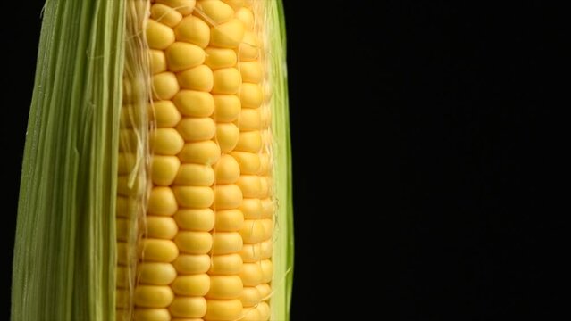 Corn cob rotating on black background, macro shot. Fresh raw organic sweetcorn closeup. One golden corn with leaves on the cob. Maize. Healthy vegetarian food.