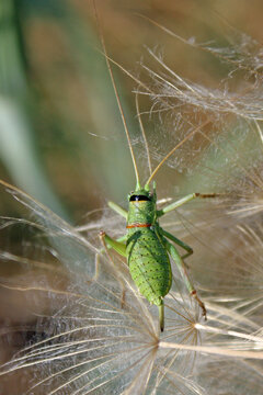 un beau grillon vert