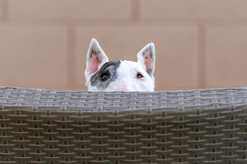 White miniature bull terrier peeking over a chair