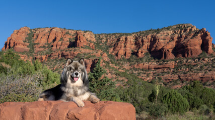 Long hair husky dog posing on a rock