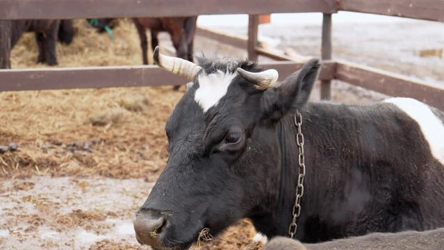 Cow with a chain around its neck stands next to another cow in a farm setting.