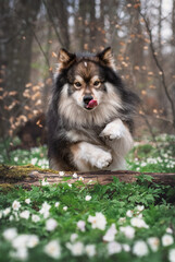 Portrait of Finnish Lapphund dog