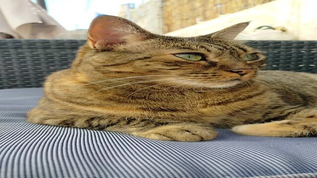 Primer plano de gato atigrado de raza europea acicalandose