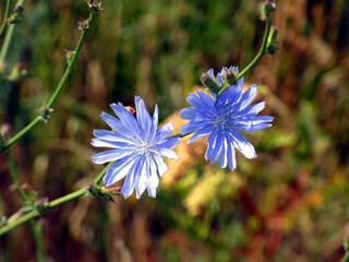 Wonderful flowers in the Rostock Heath