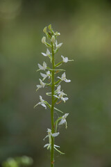 Orchid Inflorescence of Platanthera kuenkelei H.Baumann subsp. kuenkelei (Platanthera bifolia) San...