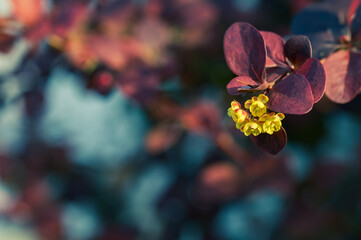 Detail of small yellow flowers of red barberry (Berberis thunbergii) in the garden at sunset in...