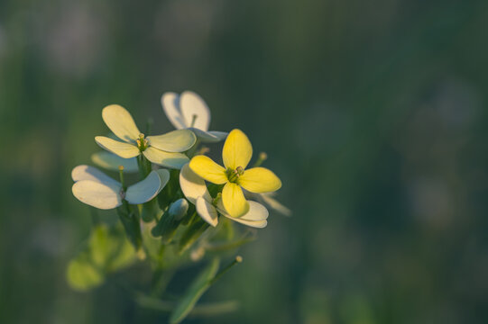 Detail of small yellow flowers of biscutella (Biscutella cichoriifolia) in the meadow at sunset in spring