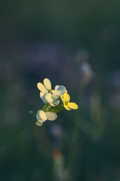 Detail of small yellow flowers of biscutella (Biscutella cichoriifolia) in the meadow at sunset in spring