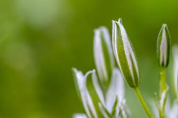 Detail of Bethlehem star flowers (Ornithogalum umbellatum) covered in dew drops in the meadow at...