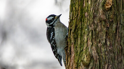 wood pecker bird on a side of tree